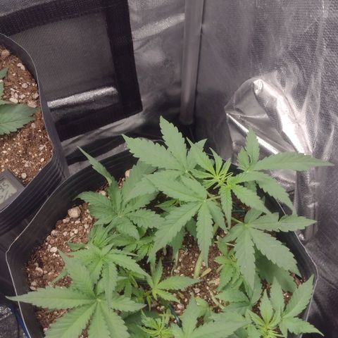 Auto BlackBerry Kush growlog timeline photo