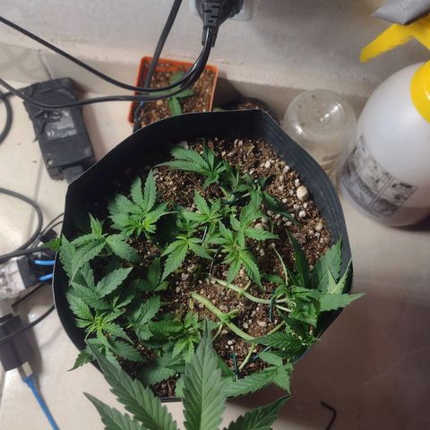 Auto BlackBerry Kush growlog timeline photo