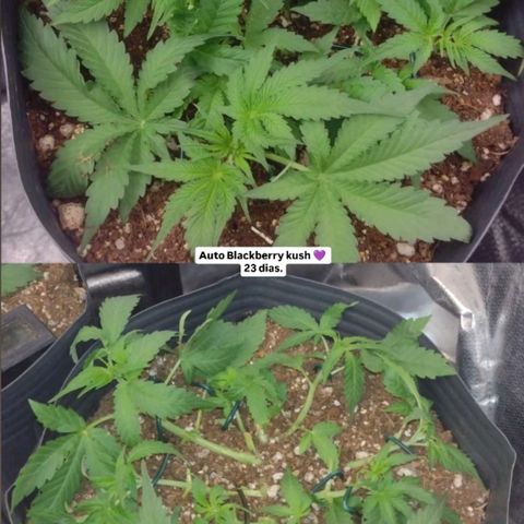 Auto BlackBerry Kush growlog timeline photo