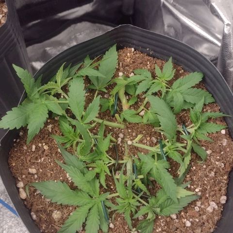 Auto BlackBerry Kush growlog timeline photo