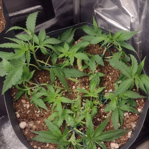 Auto BlackBerry Kush growlog timeline photo