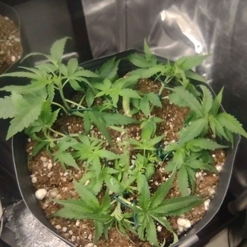 Auto BlackBerry Kush growlog timeline photo