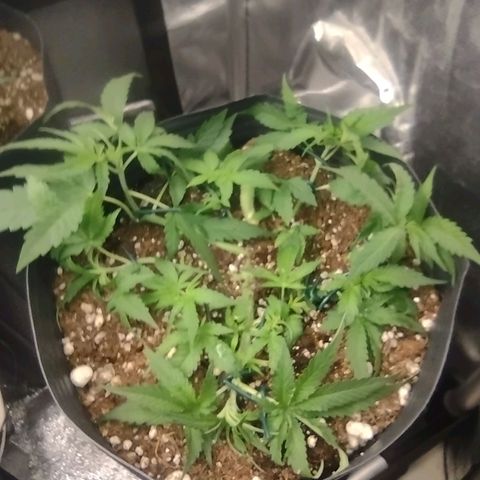 Auto BlackBerry Kush growlog timeline photo
