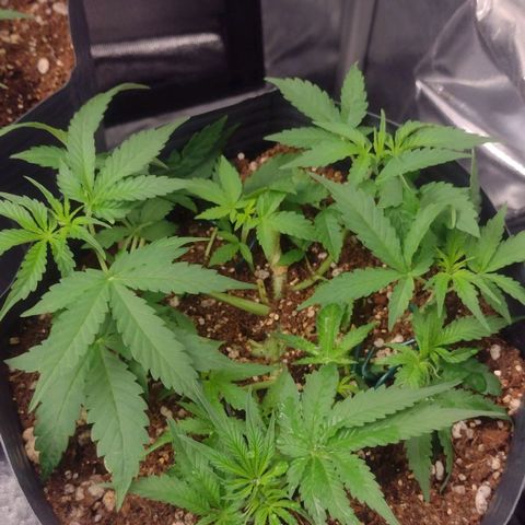 Auto BlackBerry Kush growlog timeline photo
