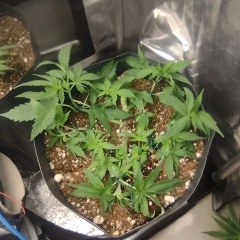 Auto BlackBerry Kush growlog timeline photo