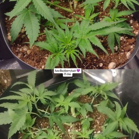 Auto BlackBerry Kush growlog timeline photo
