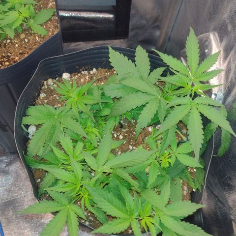 Auto BlackBerry Kush growlog timeline photo