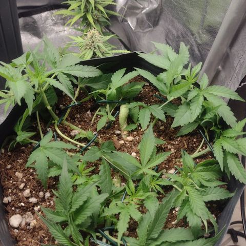 Auto BlackBerry Kush growlog timeline photo