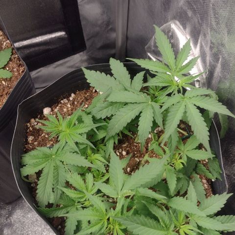 Auto BlackBerry Kush growlog timeline photo