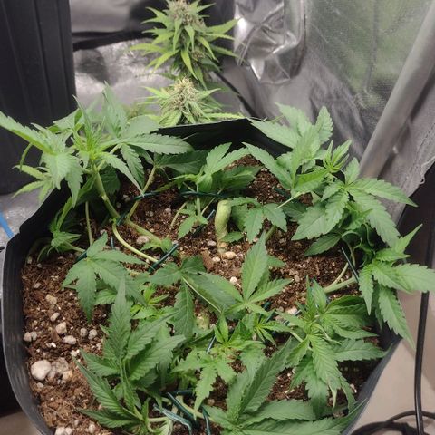Auto BlackBerry Kush growlog timeline photo