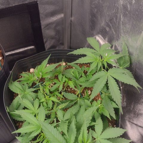 Auto BlackBerry Kush growlog timeline photo