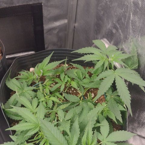 Auto BlackBerry Kush growlog timeline photo