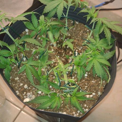 Auto BlackBerry Kush growlog timeline photo