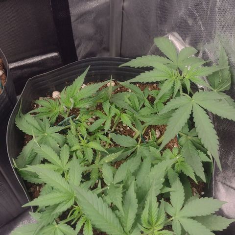 Auto BlackBerry Kush growlog timeline photo