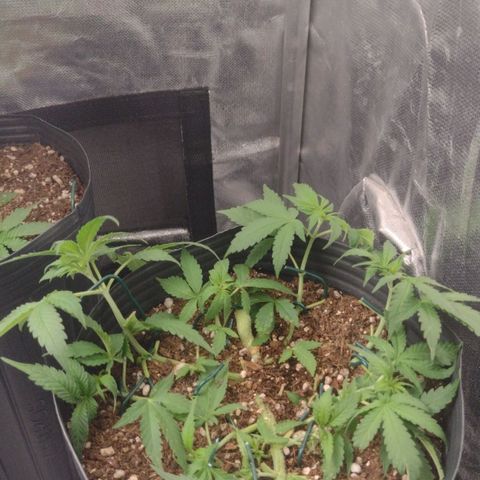 Auto BlackBerry Kush growlog timeline photo