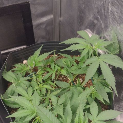 Auto BlackBerry Kush growlog timeline photo