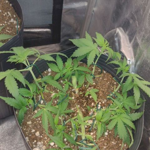 Auto BlackBerry Kush growlog timeline photo