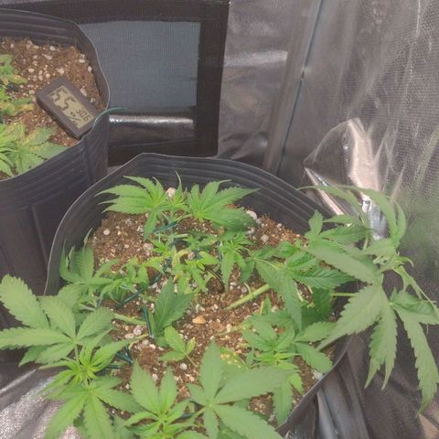 Auto BlackBerry Kush growlog timeline photo