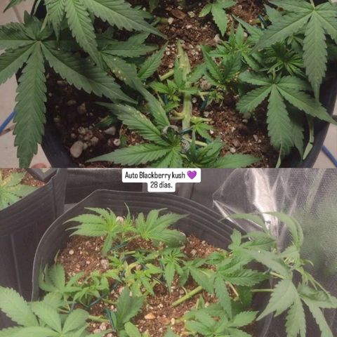 Auto BlackBerry Kush growlog timeline photo