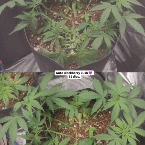 Auto BlackBerry Kush growlog timeline photo