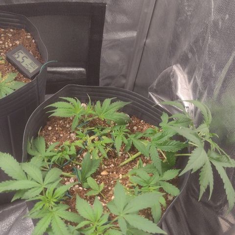 Auto BlackBerry Kush growlog timeline photo
