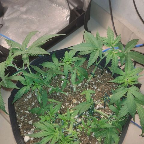 Auto BlackBerry Kush growlog timeline photo