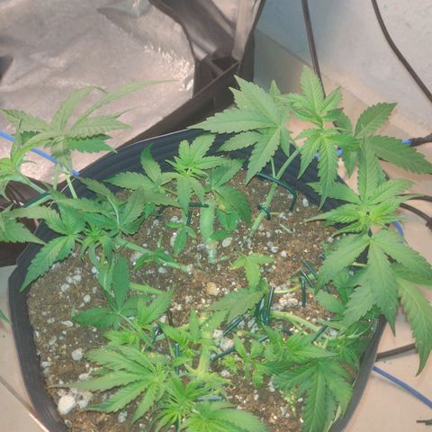 Auto BlackBerry Kush growlog timeline photo