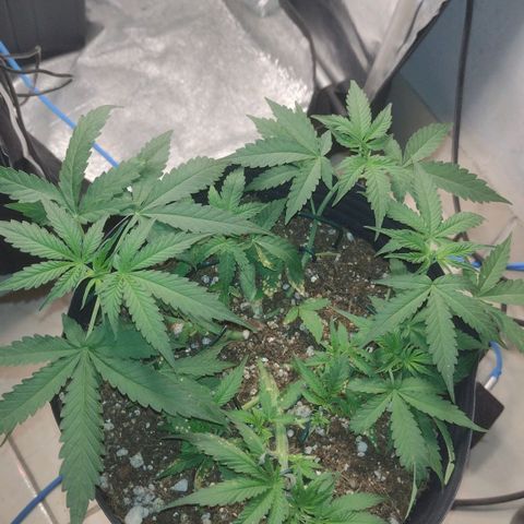 Auto BlackBerry Kush growlog timeline photo