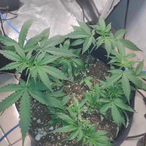 Auto BlackBerry Kush growlog timeline photo
