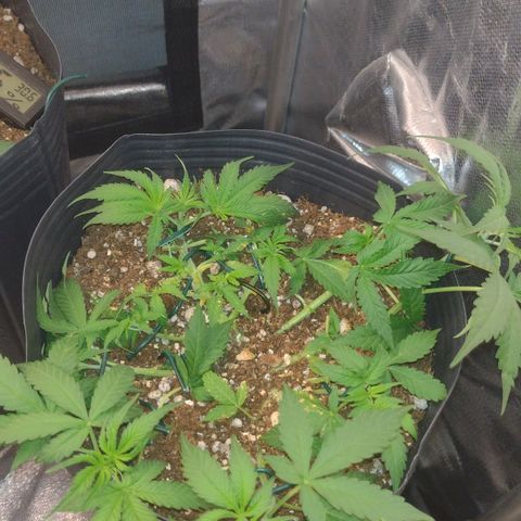 Auto BlackBerry Kush growlog timeline photo