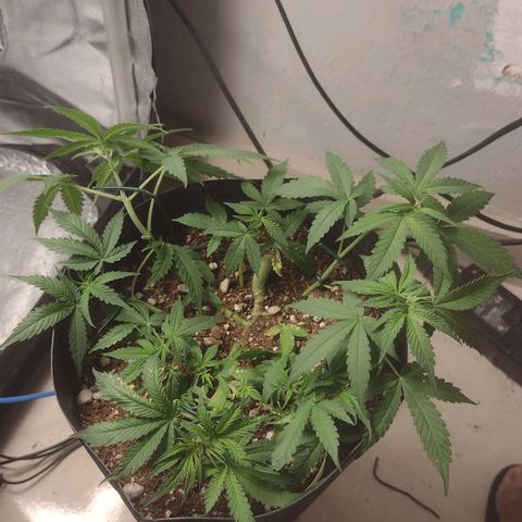 Auto BlackBerry Kush growlog timeline photo