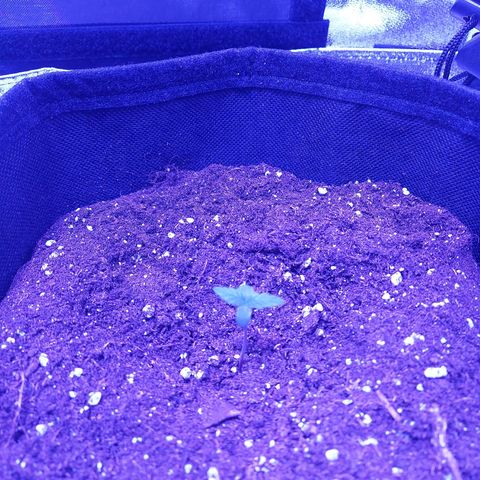 Auto Mazar growlog timeline photo