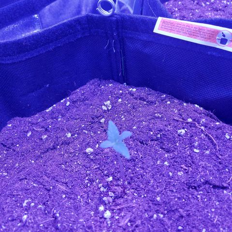 Think Big II growlog timeline photo