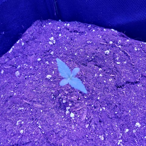 Think Big II growlog timeline photo
