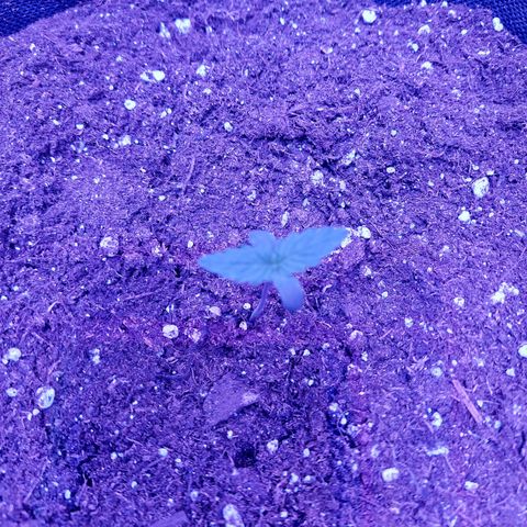 Auto Mazar growlog timeline photo