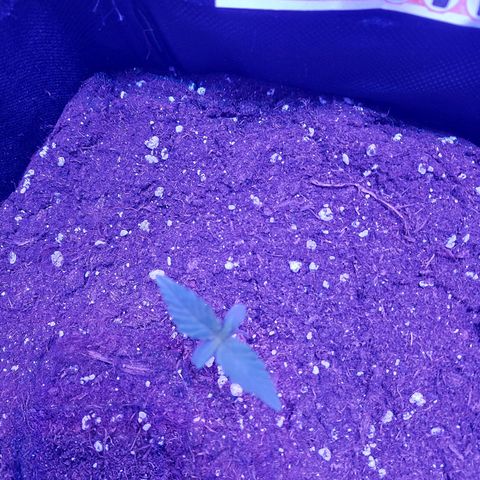 Think Big II growlog timeline photo