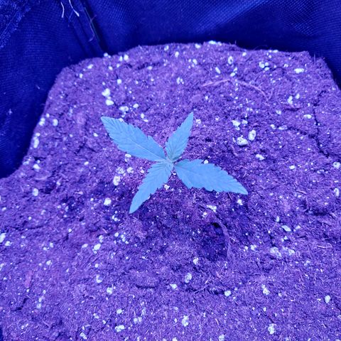 Think Big II growlog timeline photo