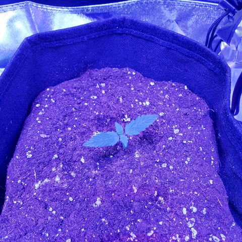 Auto Mazar growlog timeline photo