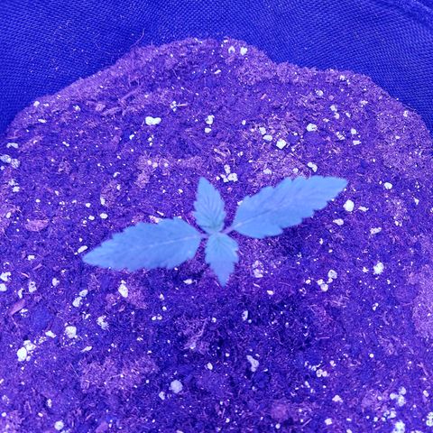 Auto Mazar growlog timeline photo