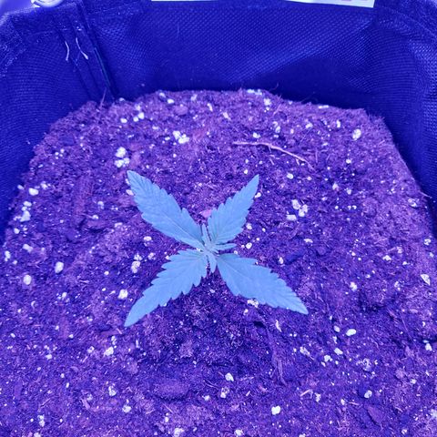 Think Big II growlog timeline photo