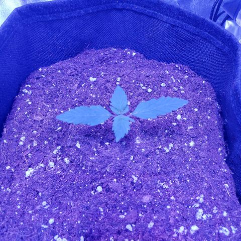 Auto Mazar growlog timeline photo