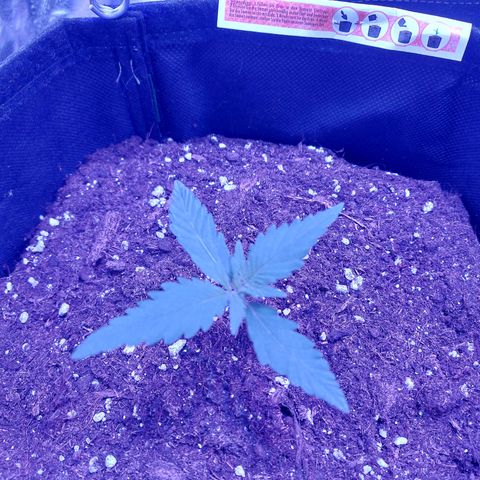 Think Big II growlog timeline photo