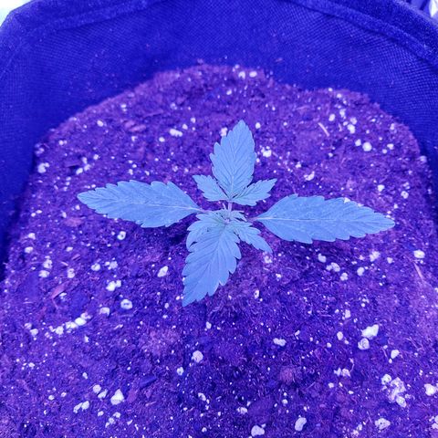 Auto Mazar growlog timeline photo