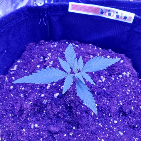 Think Big II growlog timeline photo