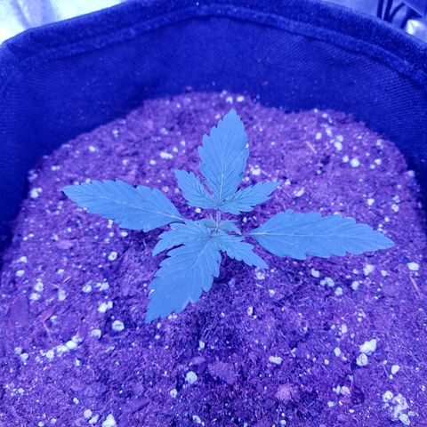 Auto Mazar growlog timeline photo