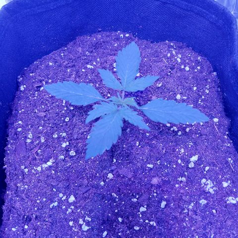 Auto Mazar growlog timeline photo