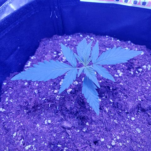 Think Big II growlog timeline photo