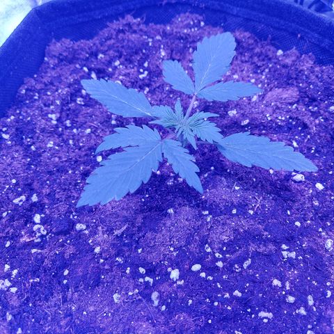 Auto Mazar growlog timeline photo