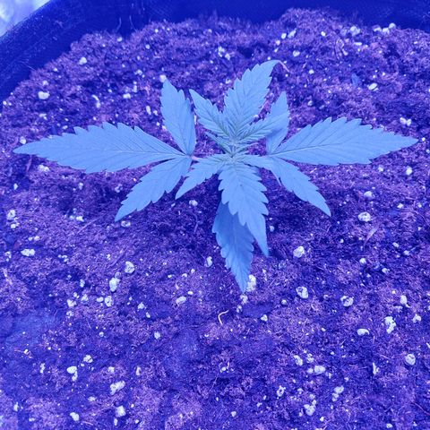 Think Big II growlog timeline photo