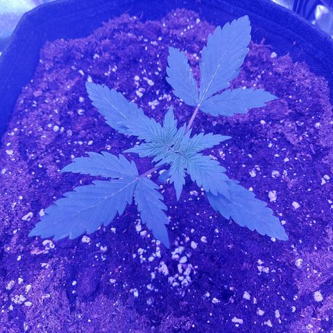 Auto Mazar growlog timeline photo